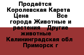 Продаётся!     Королевская Карета › Цена ­ 300 000 - Все города Животные и растения » Другие животные   . Калининградская обл.,Приморск г.